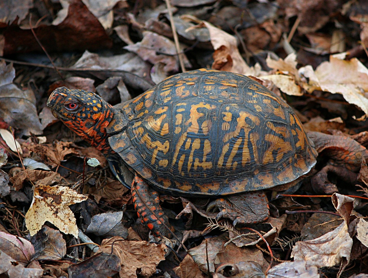 eastern box turtle 65645 1280