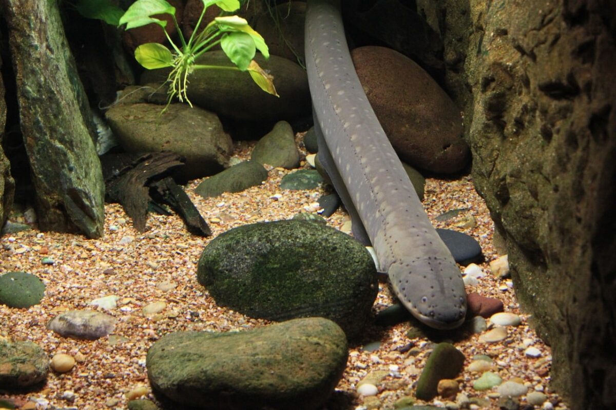 eel 228748 1280 e1729012000196