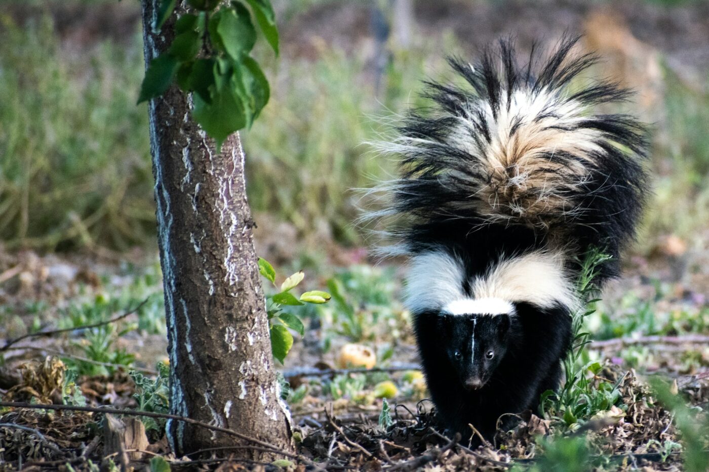  Skunk 