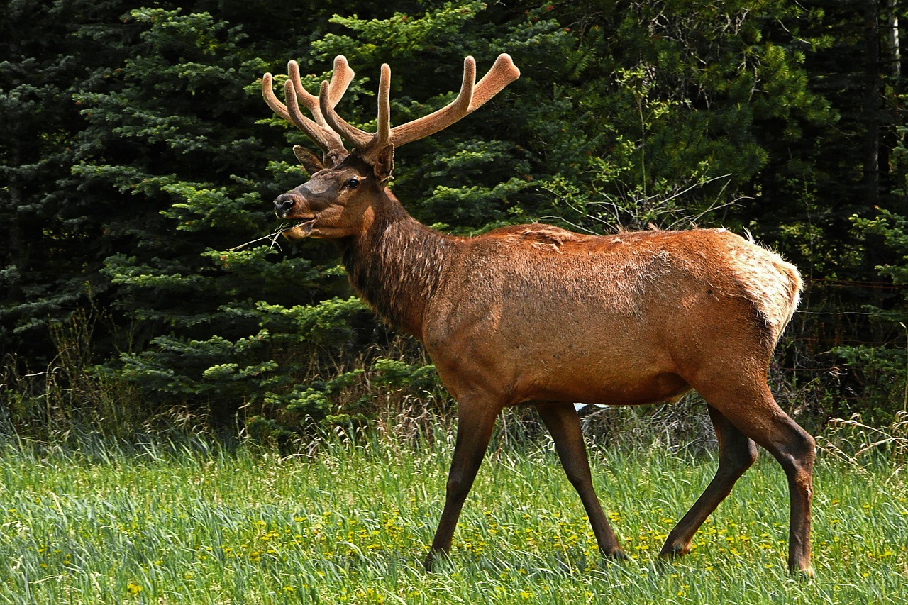 elk 50296 1280