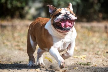 english bulldog 2681531 1280 1 350x234 1