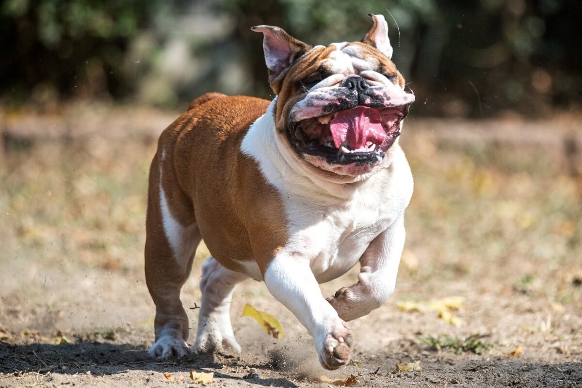 english bulldog 2681531 1280 1 e1730188598169