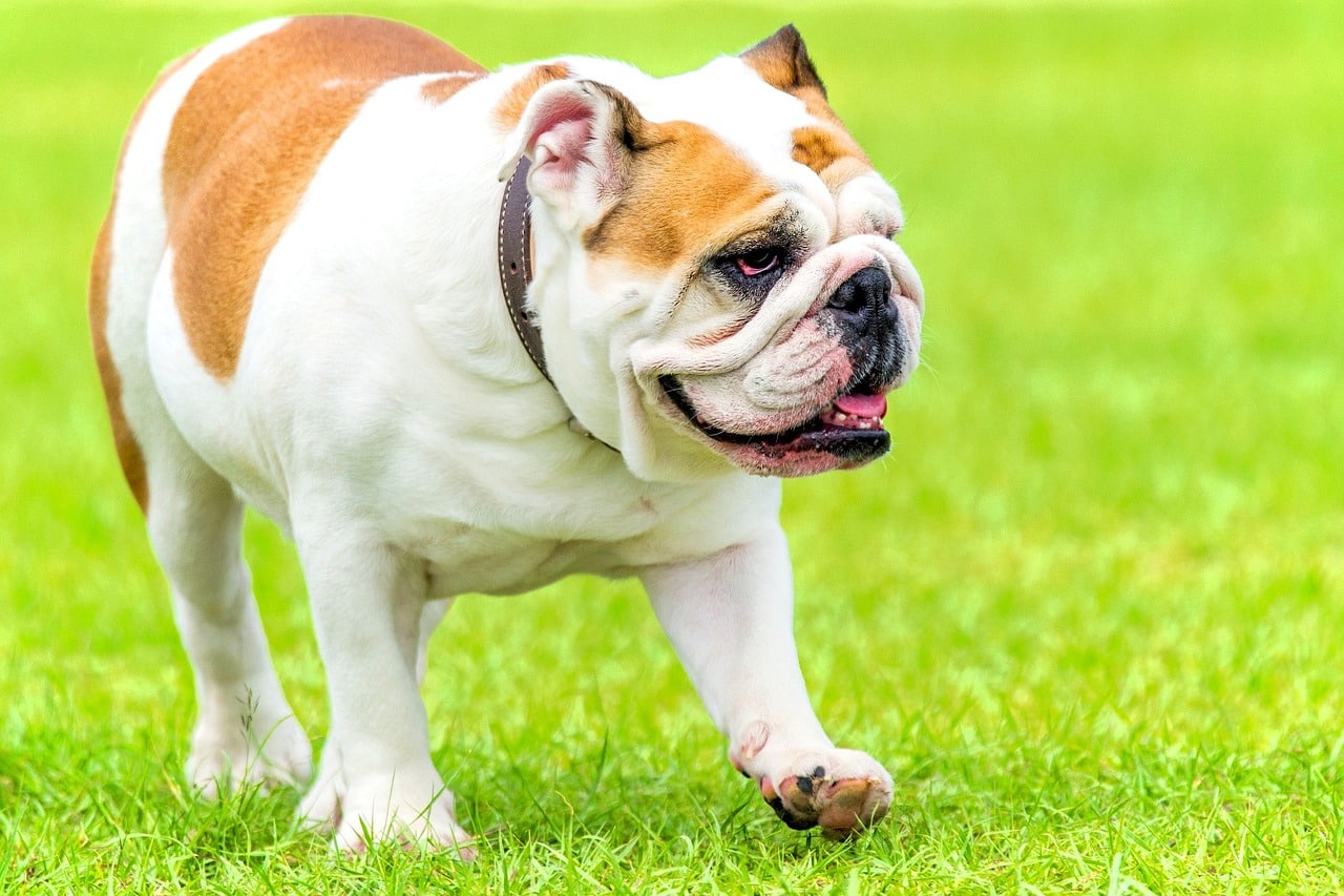 english bulldog 2705136 1280 1