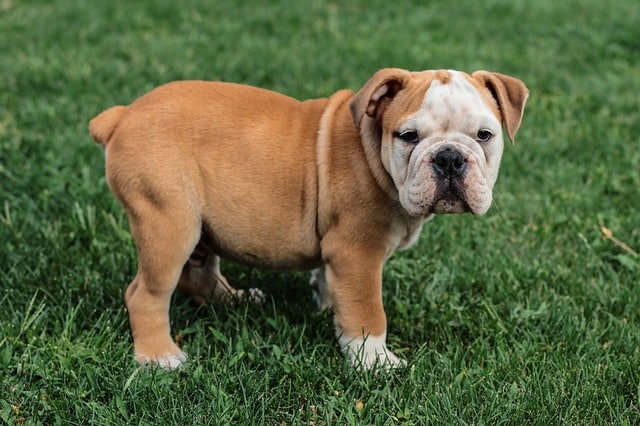 english bulldog 5422015 640