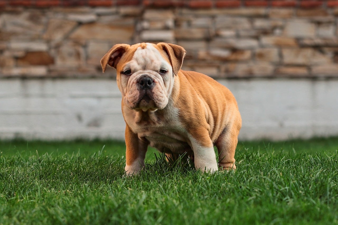 english bulldog 5422025 1280