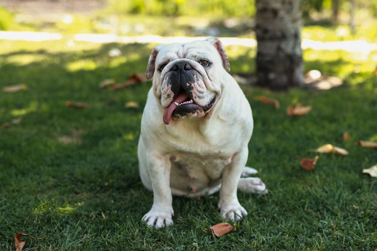 english bulldog 5574721 1280 1