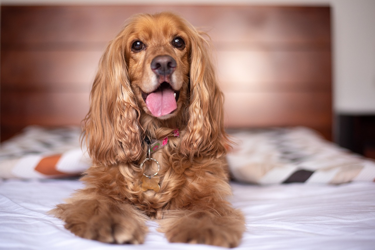 english cocker spaniel 5937751 1280 3