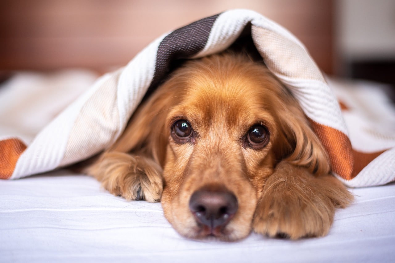 Cocker Spaniel dog