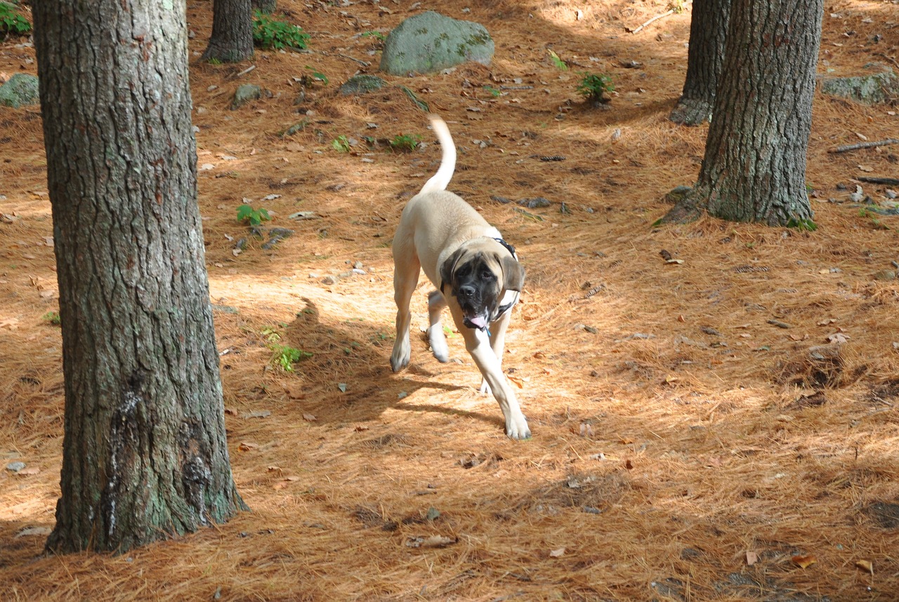 english mastiff 489185 1280 2