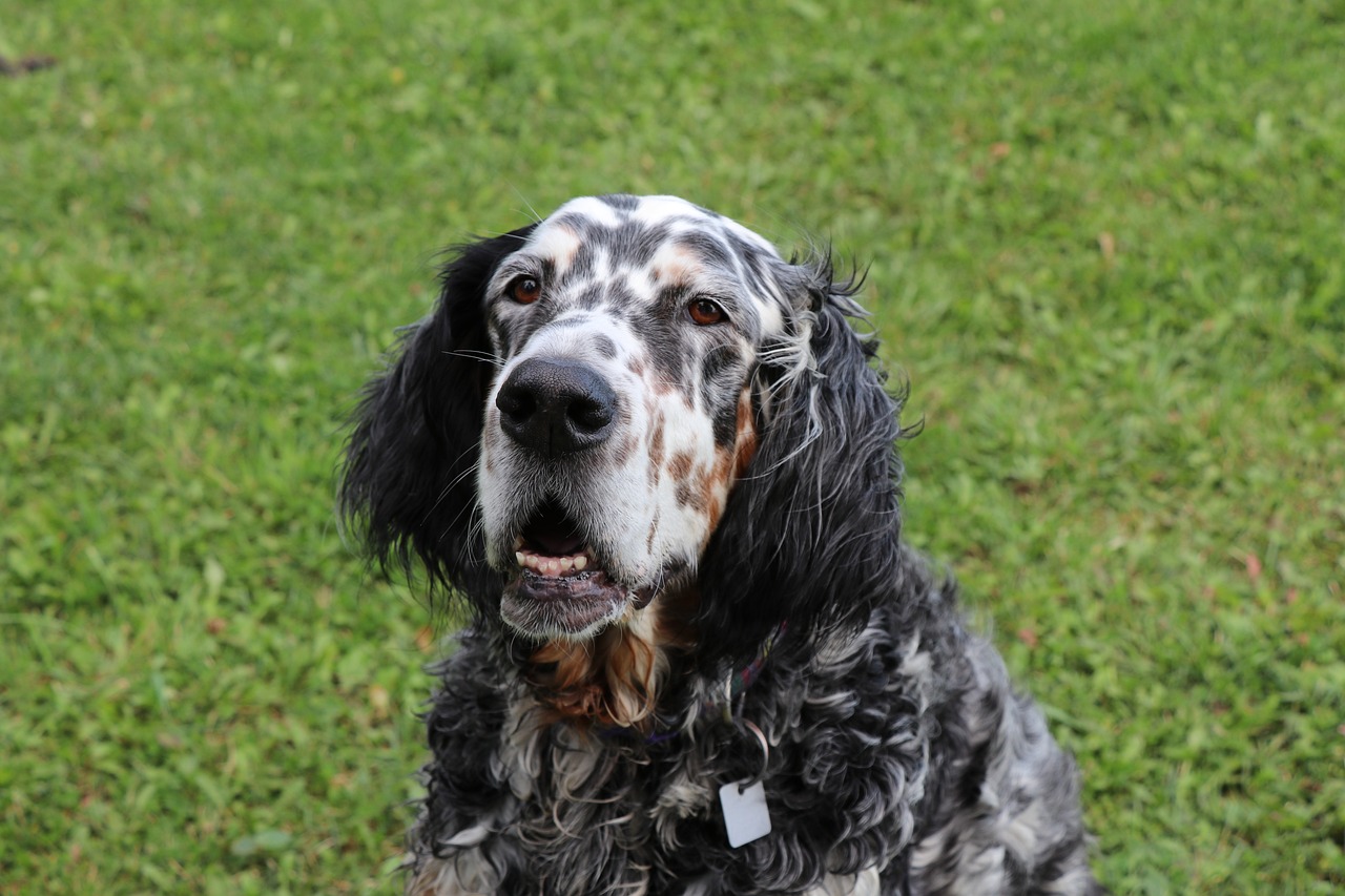 english setter 2820126 1280 1 1