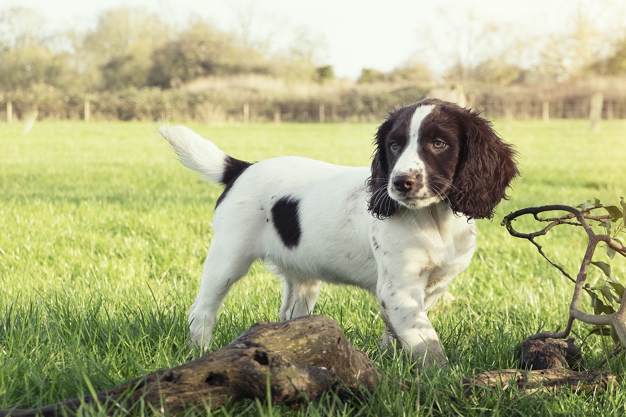 english springer spaniel 5958325 1280