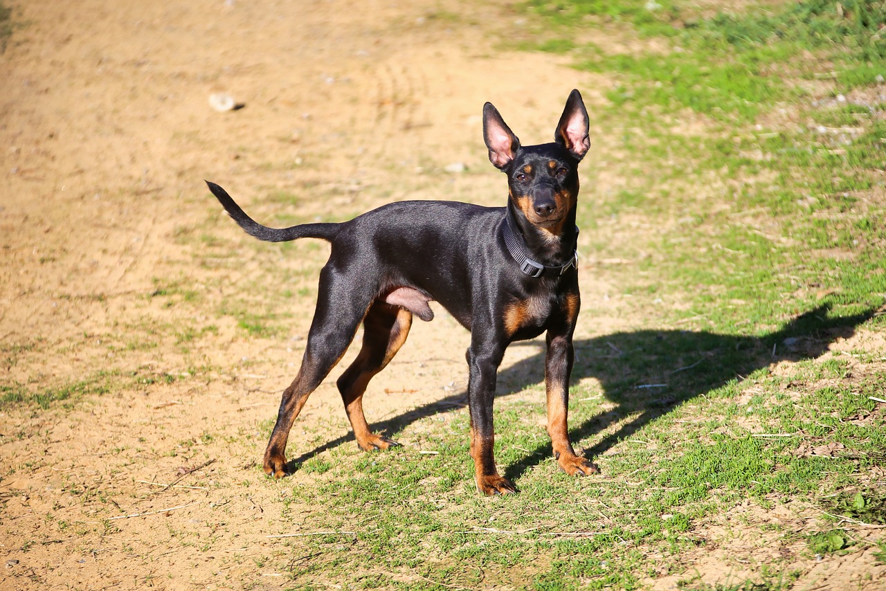 english toy terrier 6255341 1280