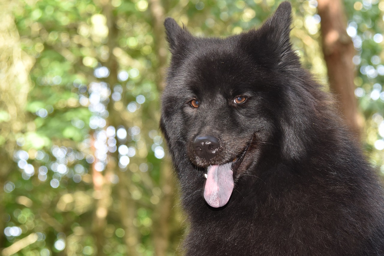 eurasier 7268782 1280