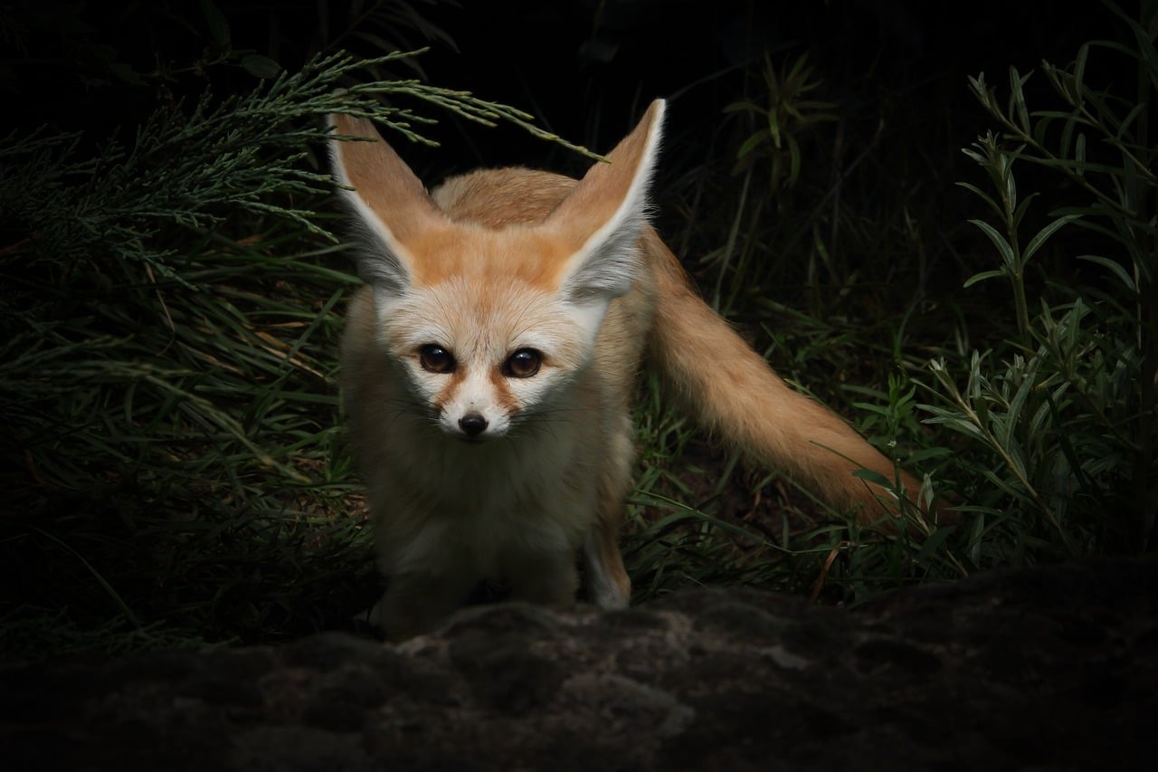 fennec fox 5148309 1280