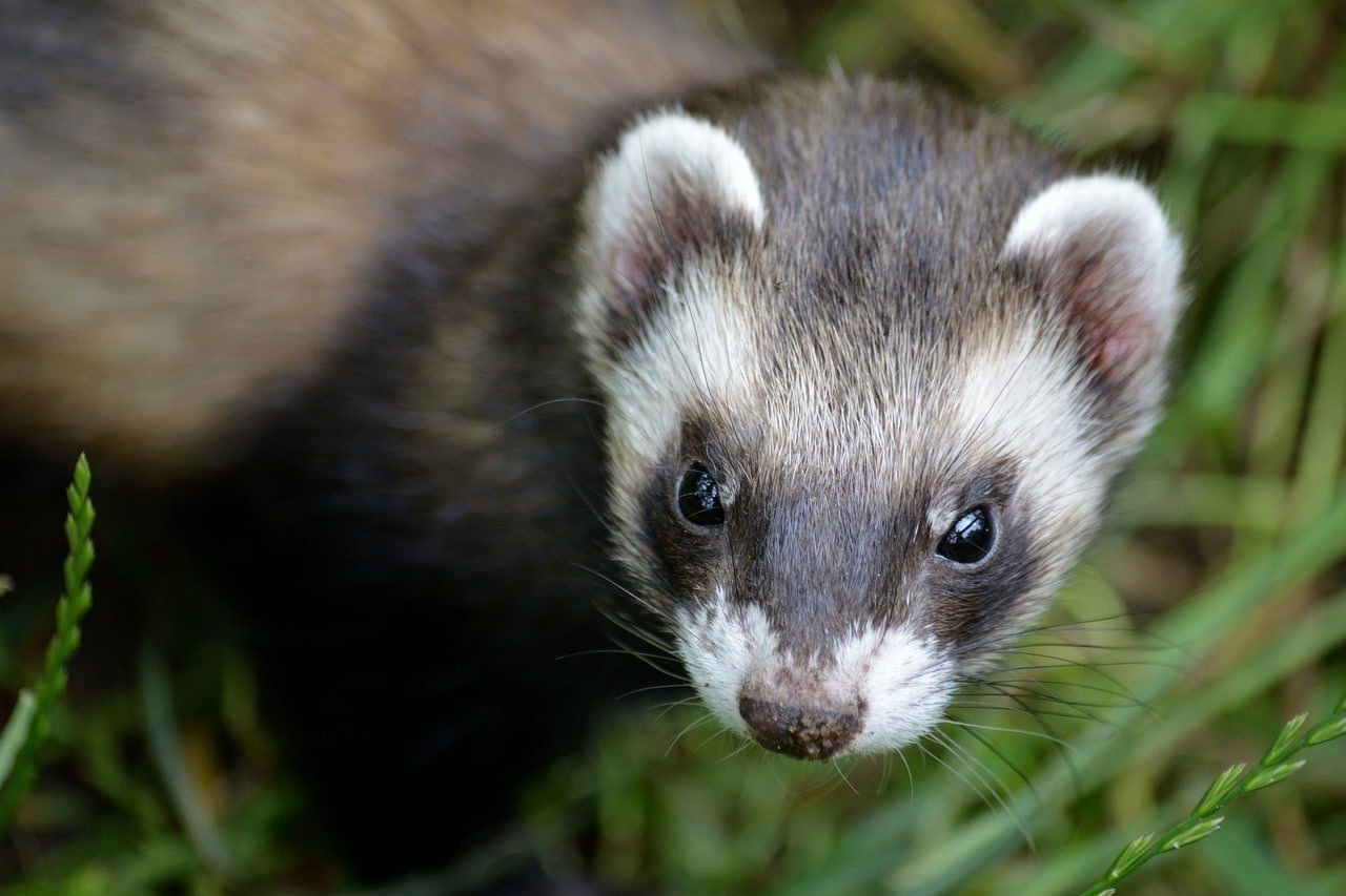 ferret 5805751 1280