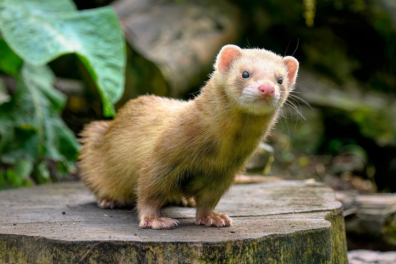 ferret 8145047 1280 1