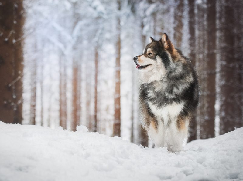 finnish lapphund dog in the snow