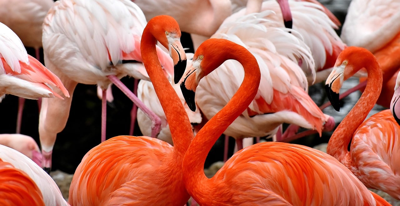 flamingo 3309628 1280