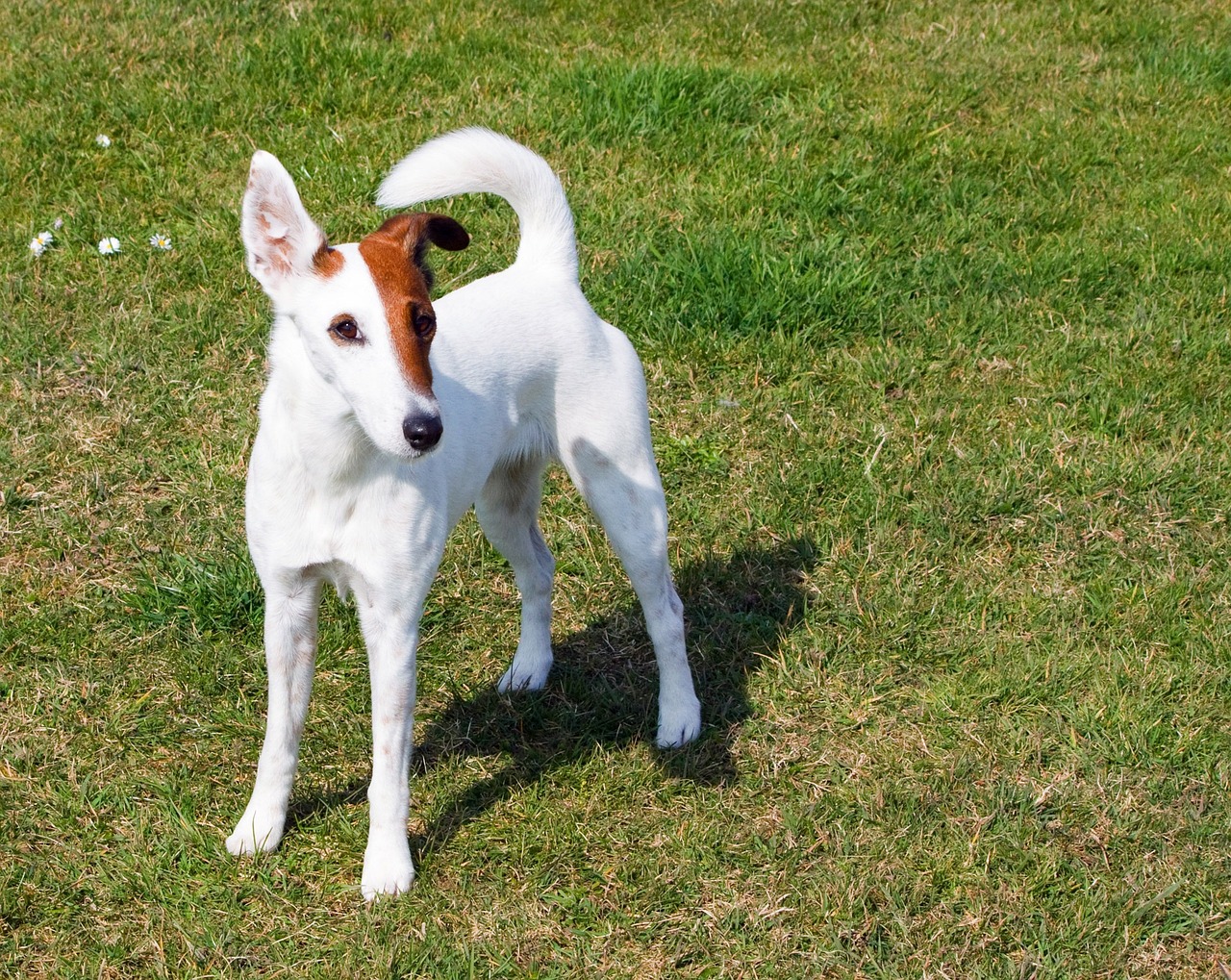 fox terrier 163962 1280