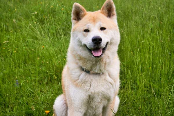 free photo of sitting akita dog