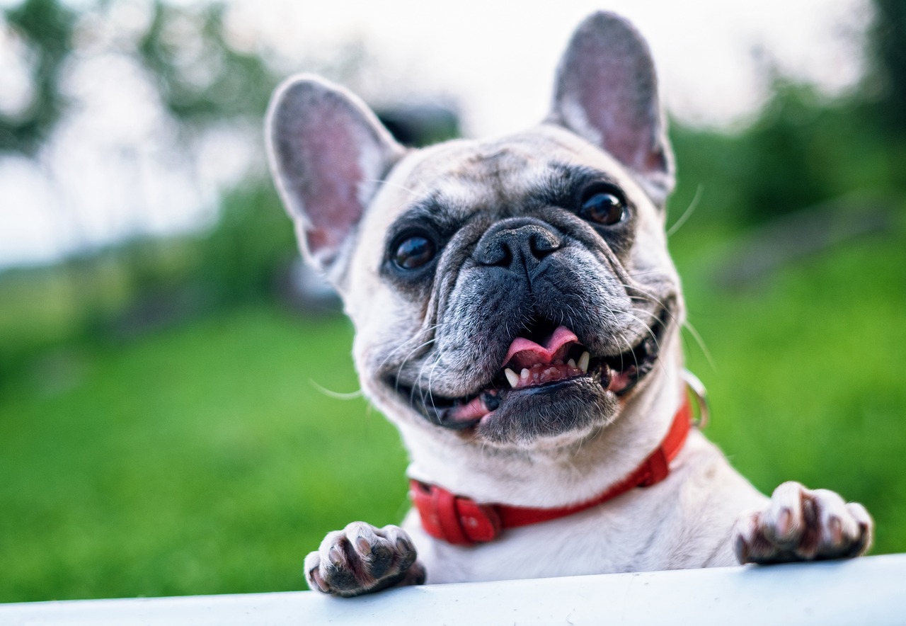 french bulldog 1482630 1280 15