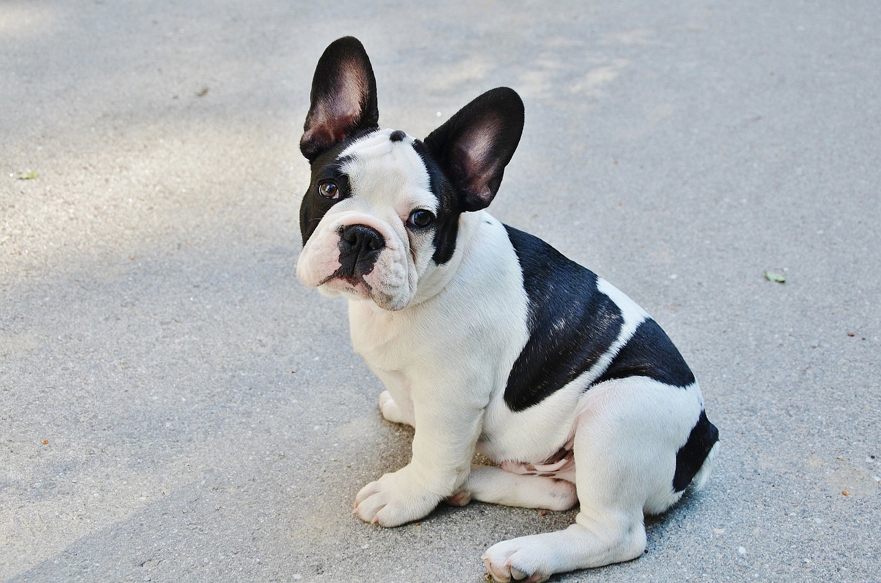 french bulldog 277255 1280 20