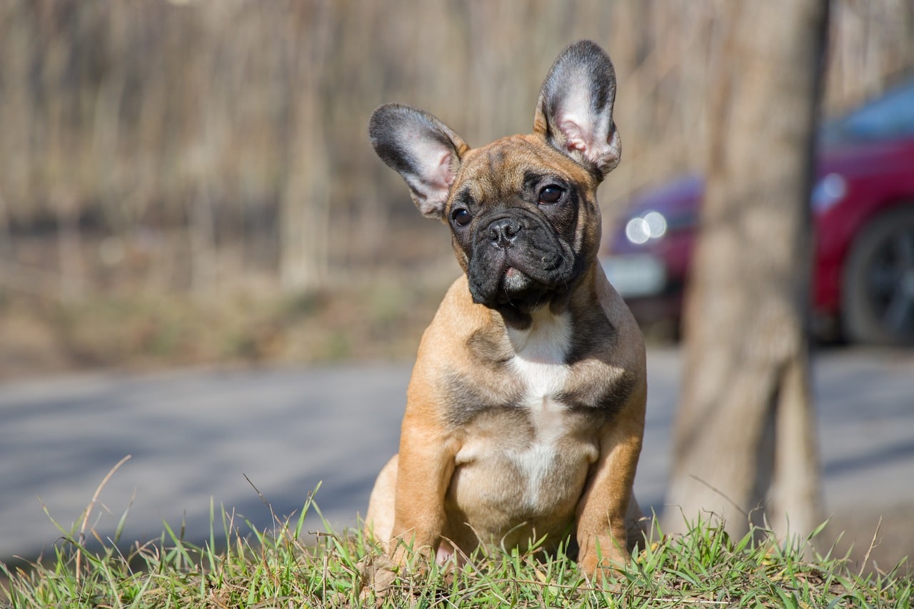 french bulldog 4237703 1280 1