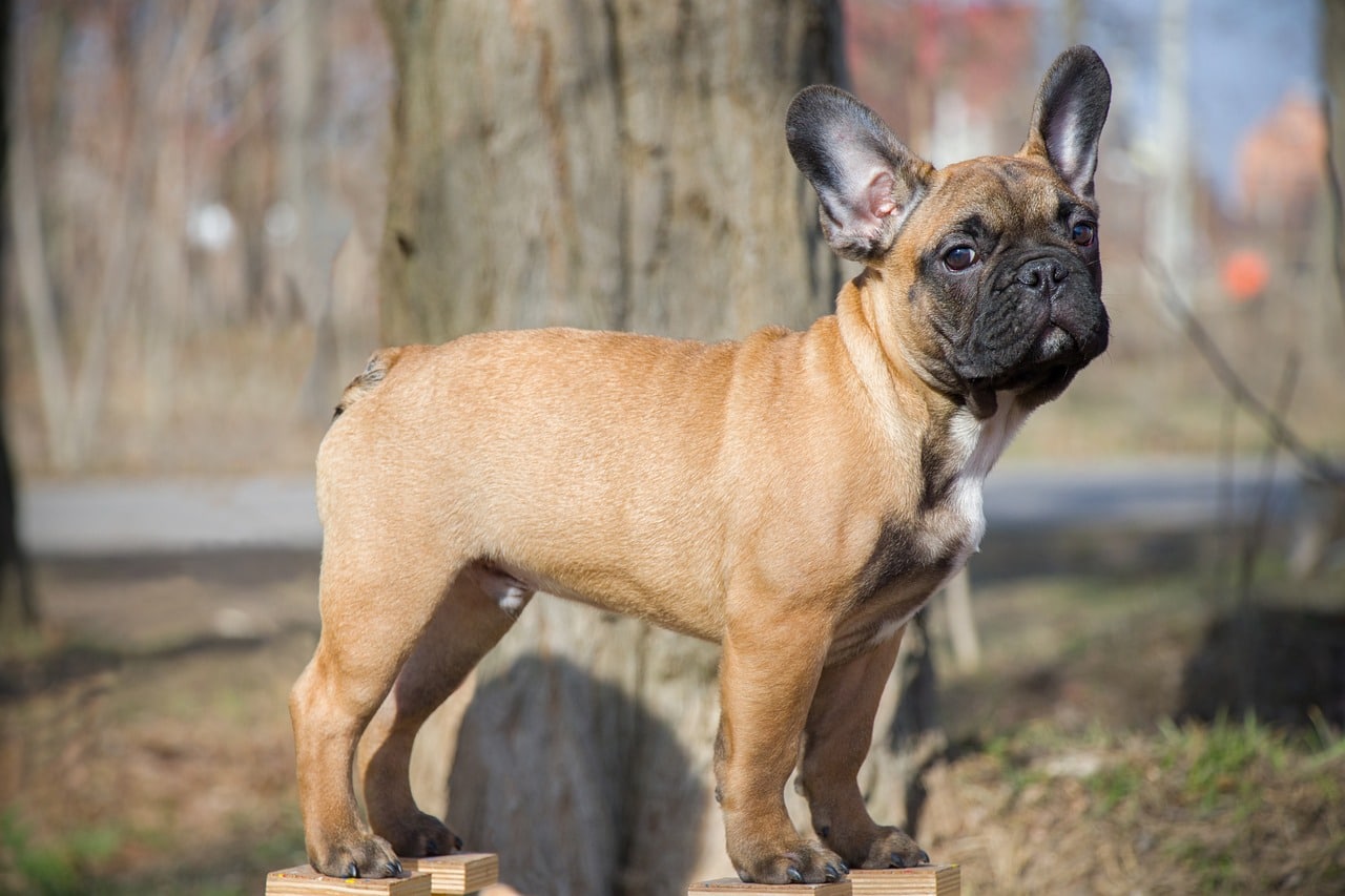 french bulldog 4242163 1280