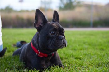 french bulldog 5340026 1280 1 1 350x233 1