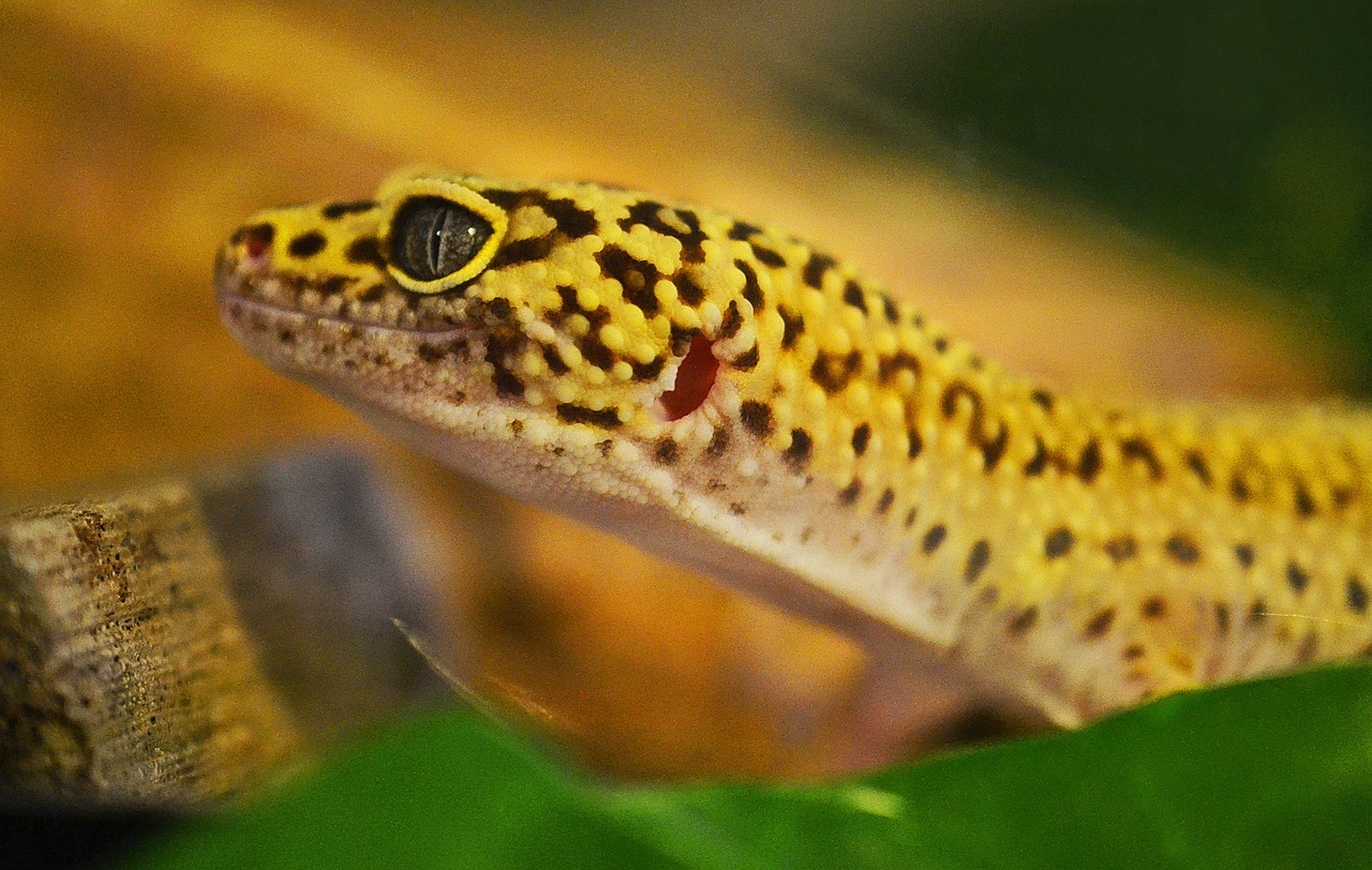 gecko 517670 1280