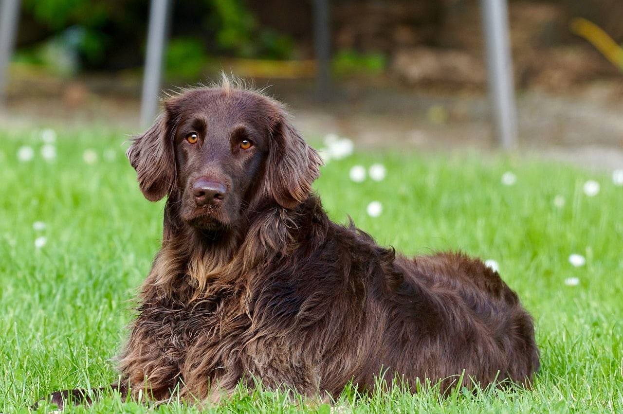 german longhaired pointer 782498 1280 3