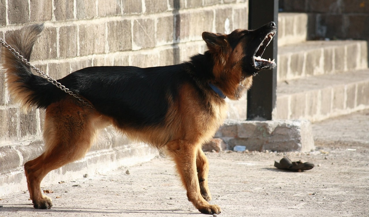 german shepherd 166972 1280 1 1