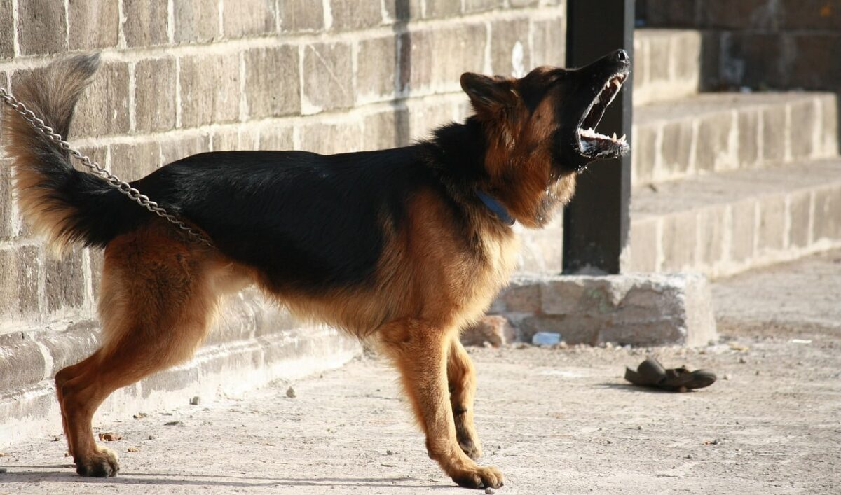 german shepherd 166972 1280 8 e1729081943173