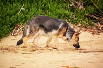 german shepherd 1970053 1280 1 350x233 1