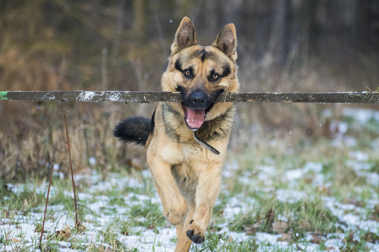 German Shepherd