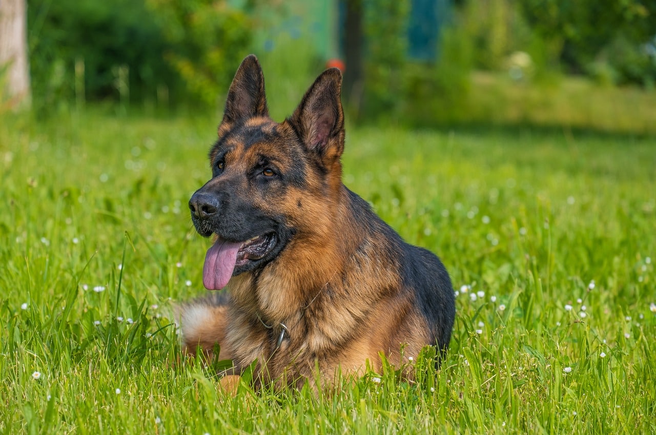 german shepherd 6307025 1280 13