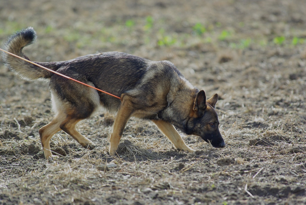 german shepherd 707046 1280