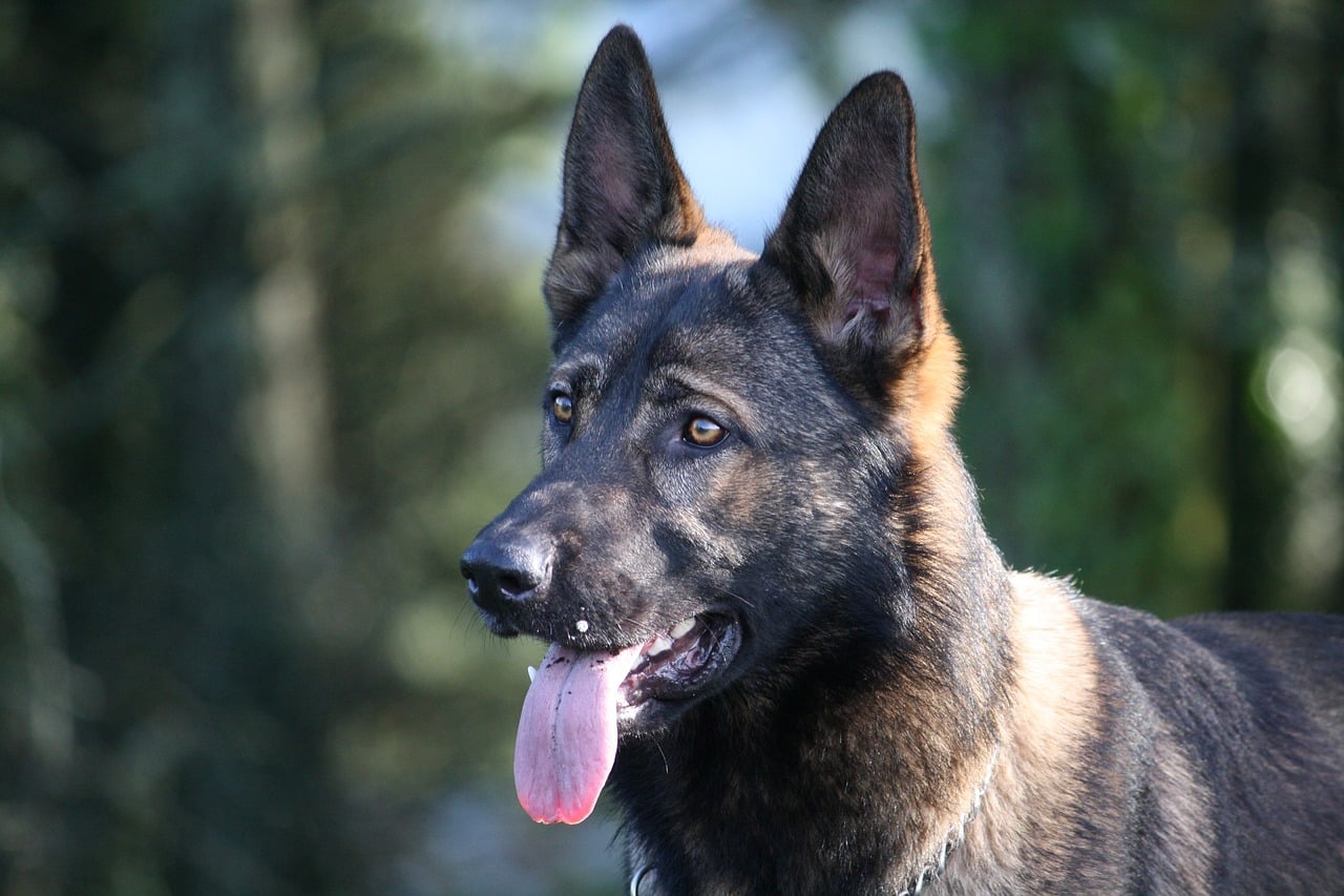 german shepherd 7261579 1280