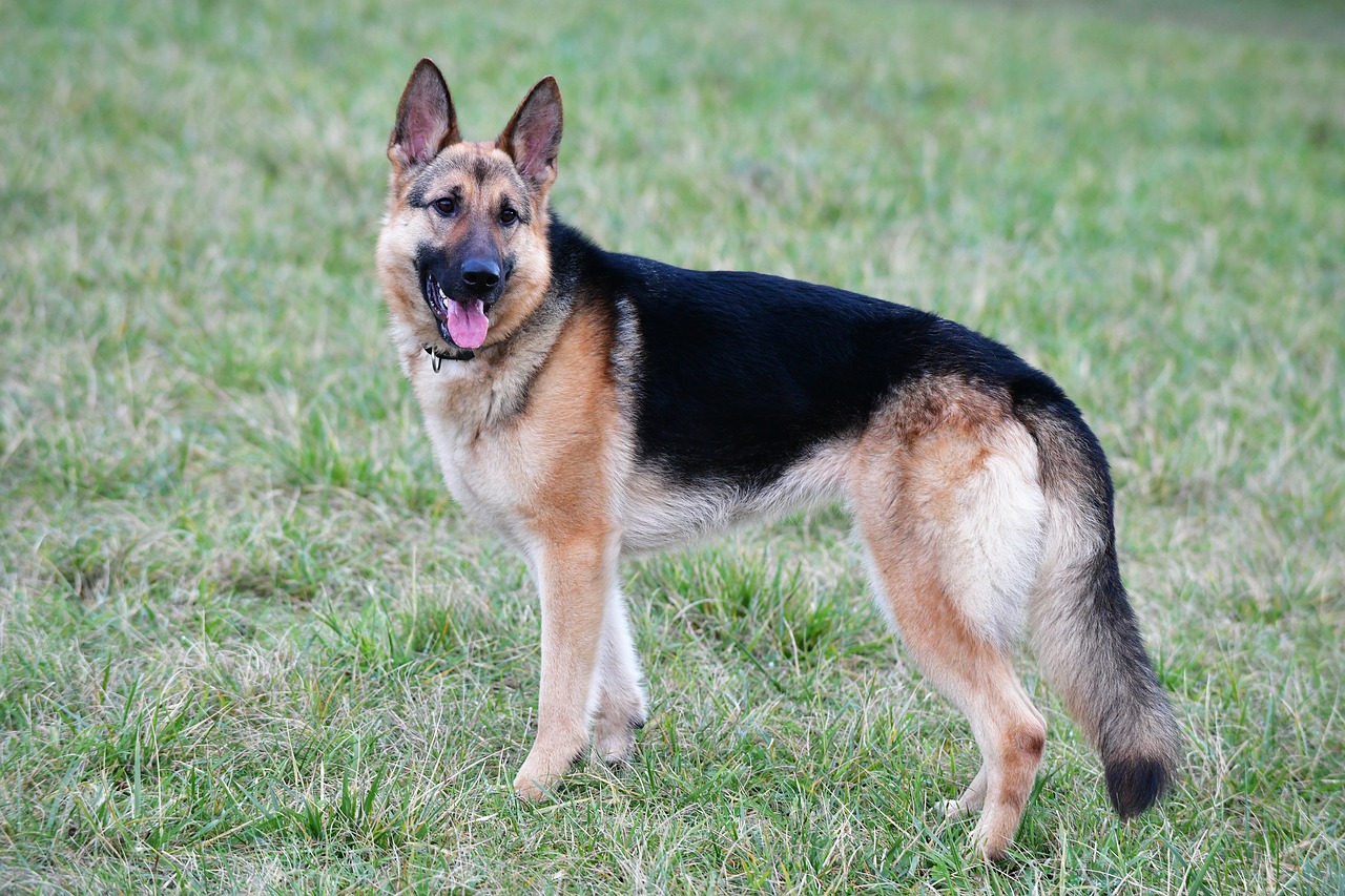 german shepherd standing on grass outdoors