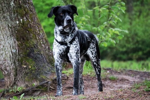 german shorthaired pointer 6281791 640