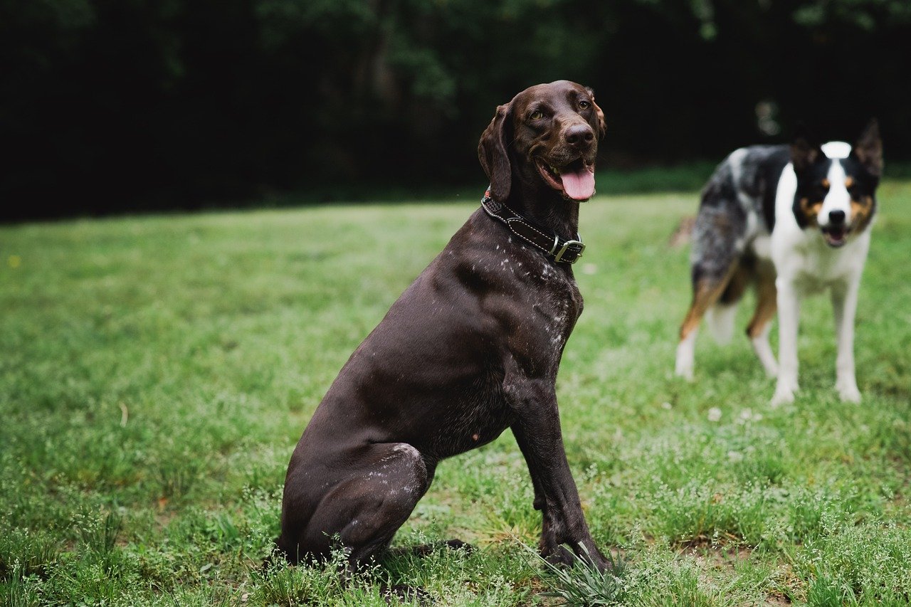 German Shorthaired Pointer