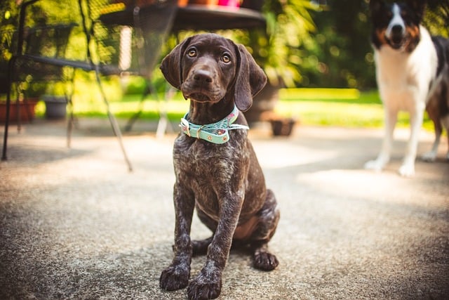 german shorthaired pointer 8138303 640