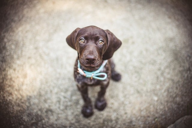 german shorthaired pointer 8152444 640