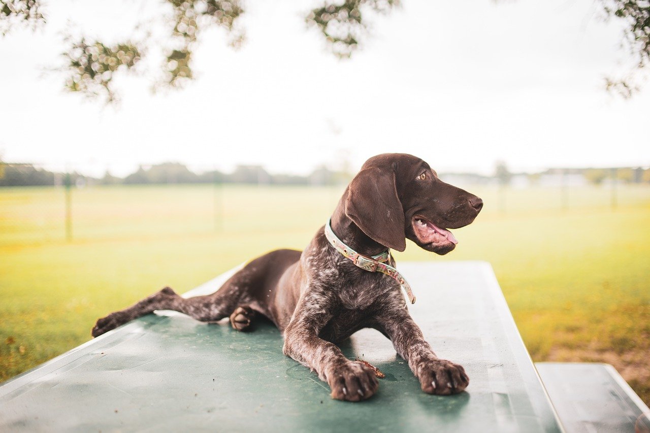 german shorthaired pointer 8152445 1280