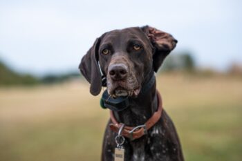 german shorthaired pointer 8309621 1280 1 350x233 1