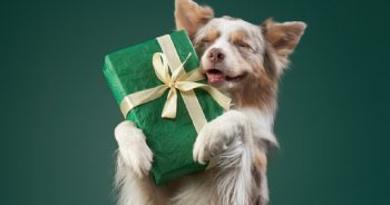 gifts for dog lovers under 20 350x184 1