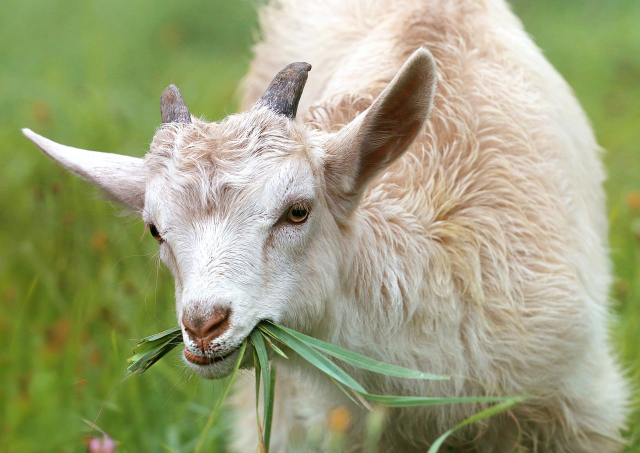 African Pygmy Goat