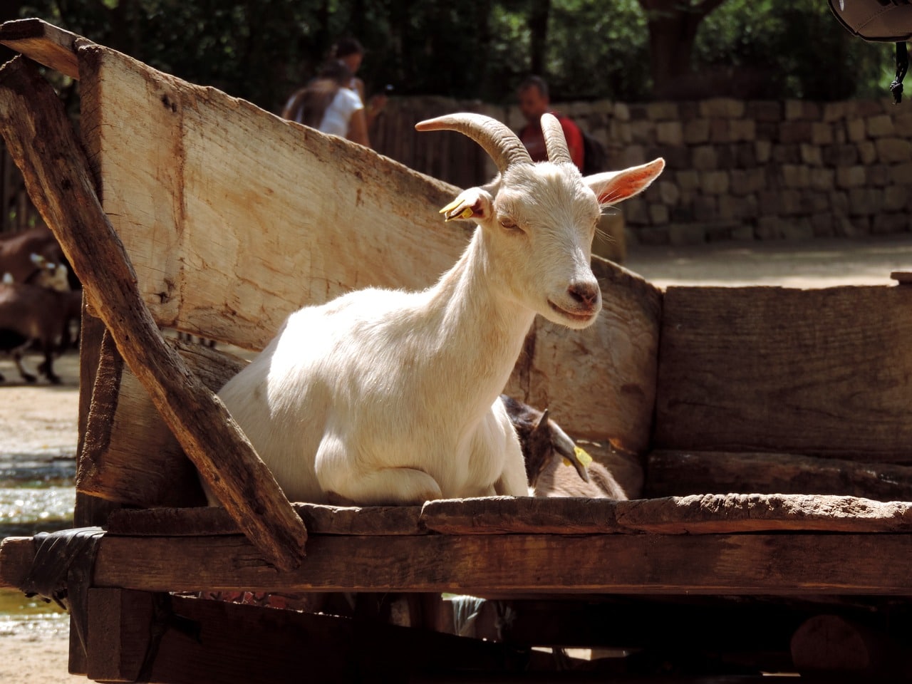 African Pygmy Goat