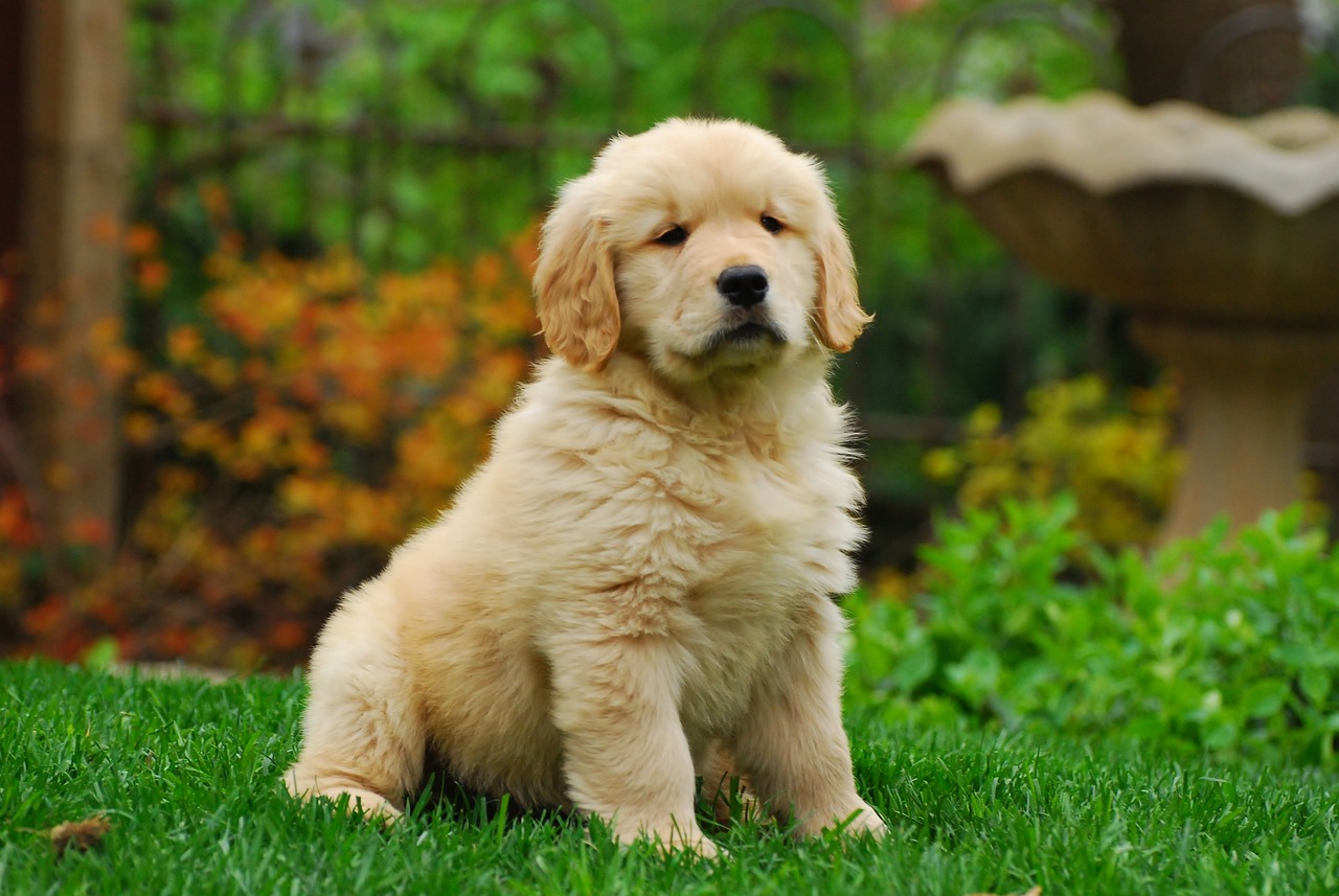 golden retriever 1827899 1280