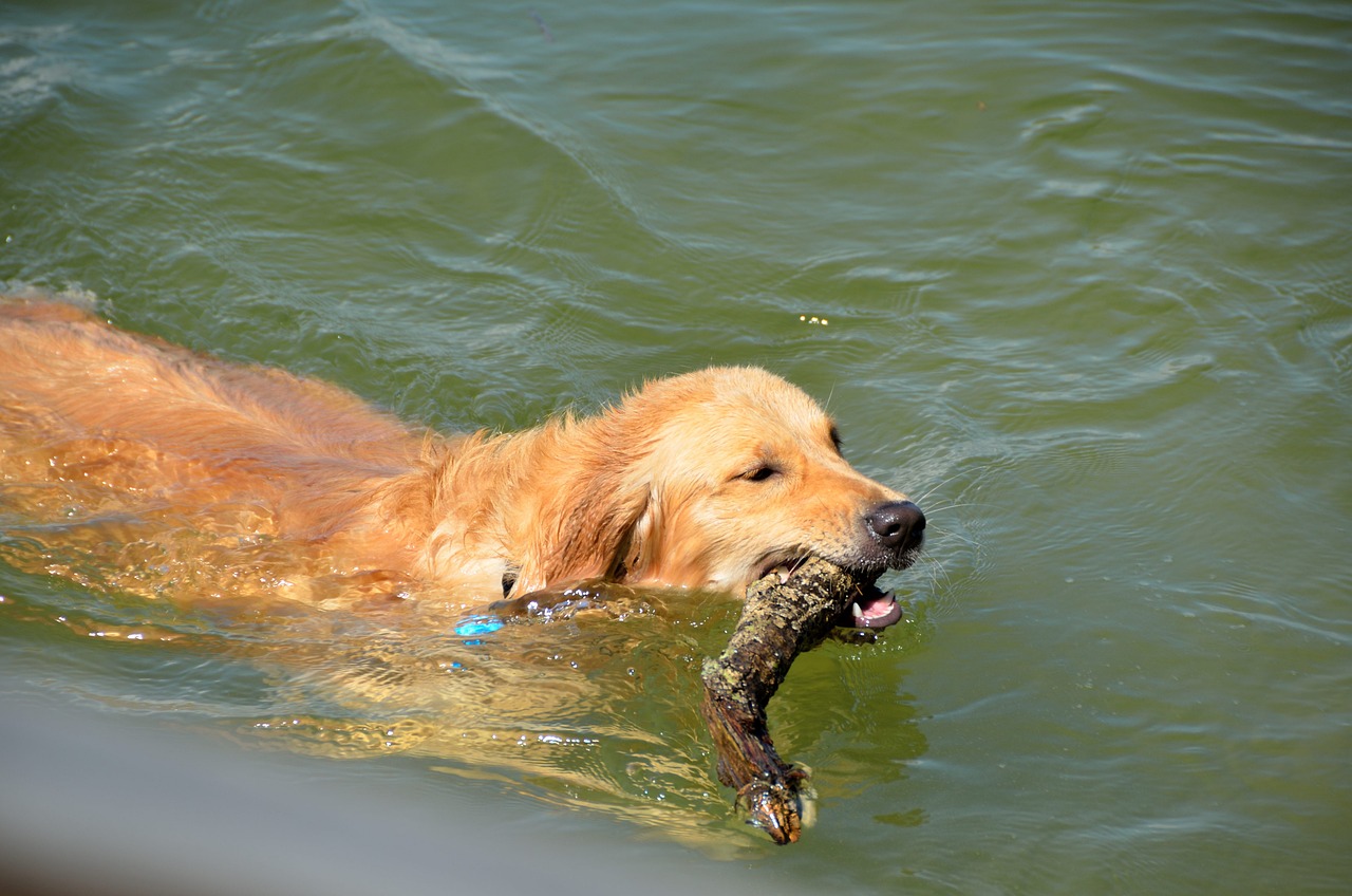 golden retriever 2062968 1280